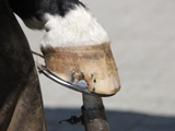 Schuhe für das Pferd